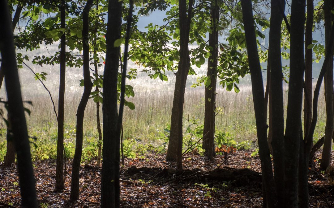 Decision in the Wilderness